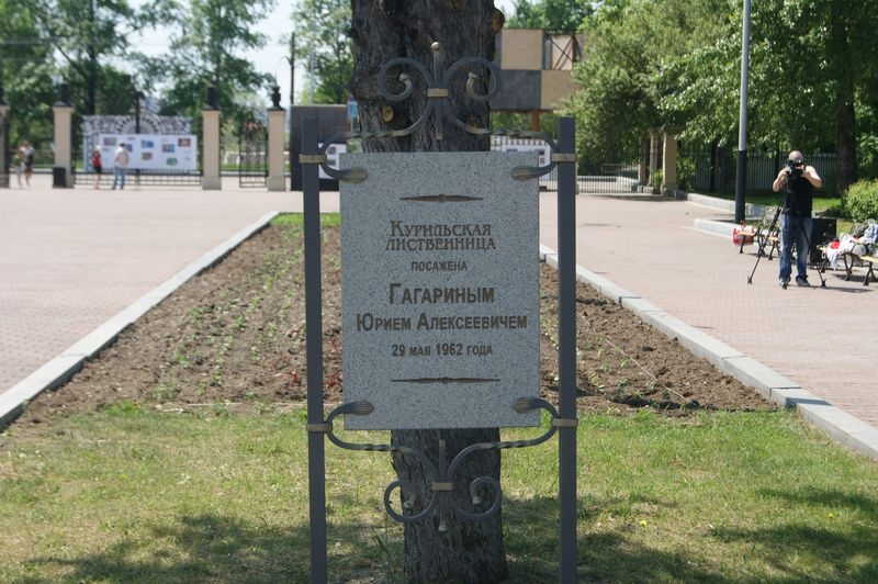 Как назвать алею. Парк Юрия Гагарина Хабаровск. Дерево Гагарина в Хабаровске. Парк Гагарина Хабаровск деревья которые посадил Гагарин.