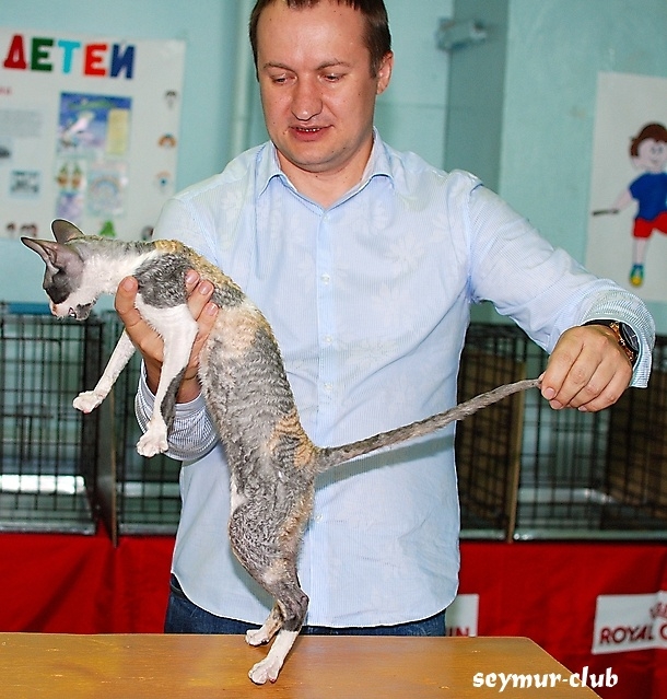 Выставка кошек в Иркутске
