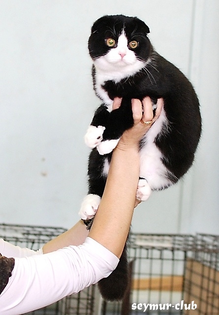 Выставка кошек в Иркутске