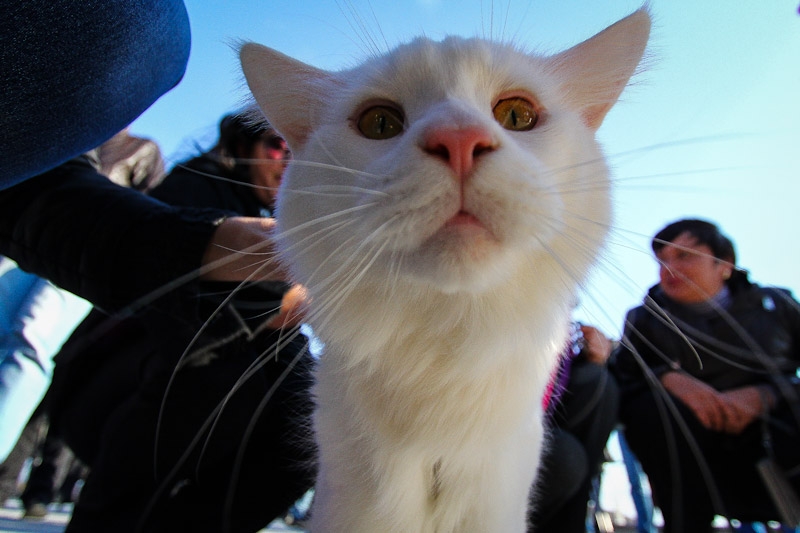 Кот породы мэйн-кун по кличке Аполлон 