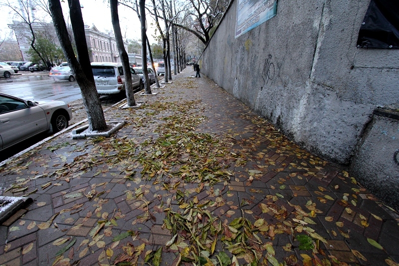 Листья