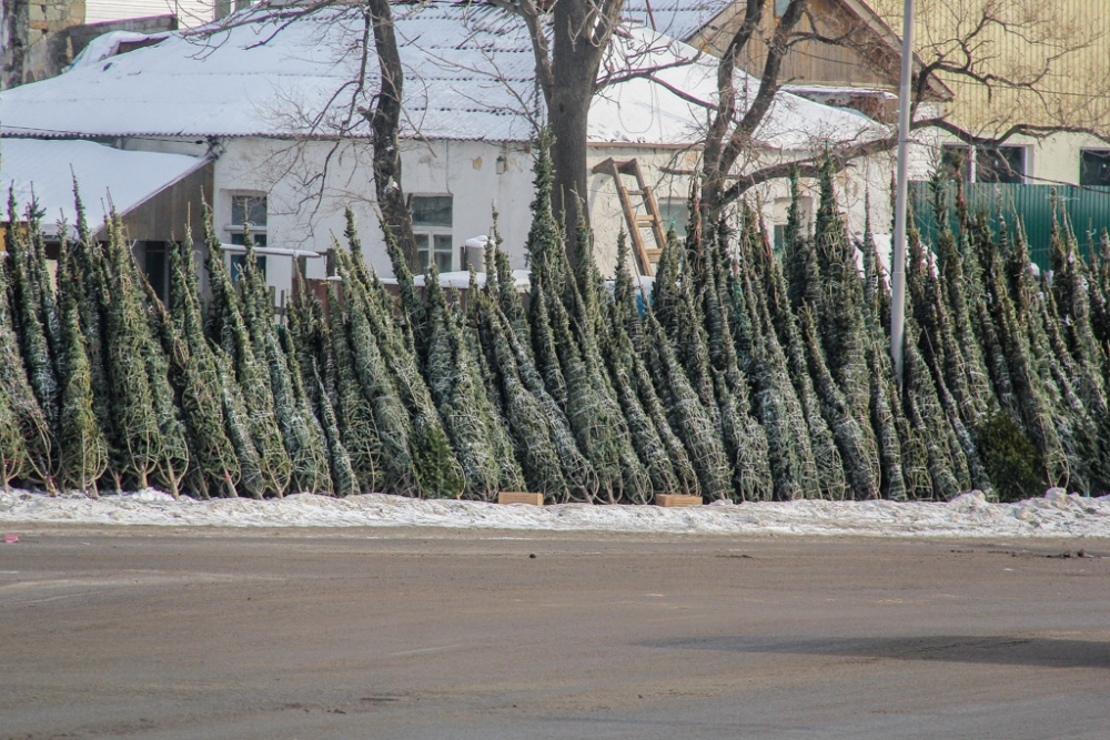 Елочные базары начали открываться во Владивостоке