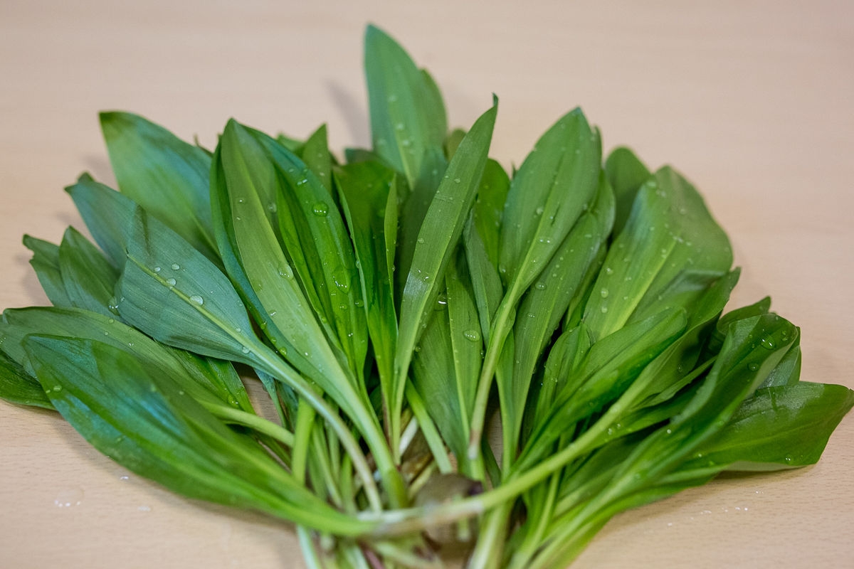 Как отличить черемшу от ядовитой чемерицы