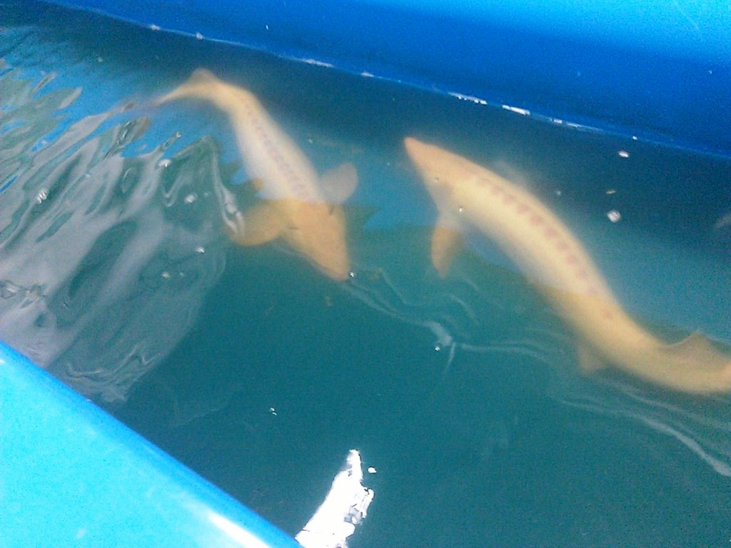 Осетры-альбиносы, Фото с места события собственное