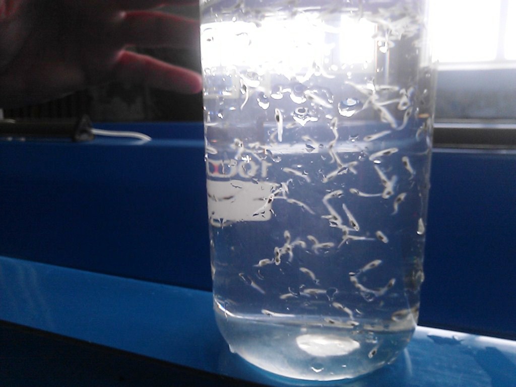 Мальки, Фото с места события собственное