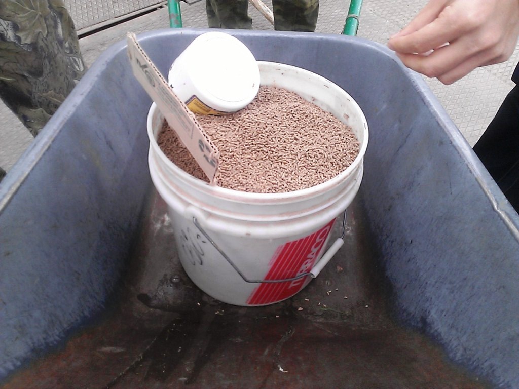 Корм для осетров-подростков, Фото с места события собственное