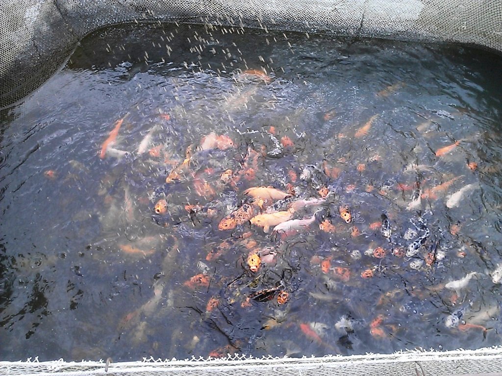 Разведение карпов, Фото с места события собственное