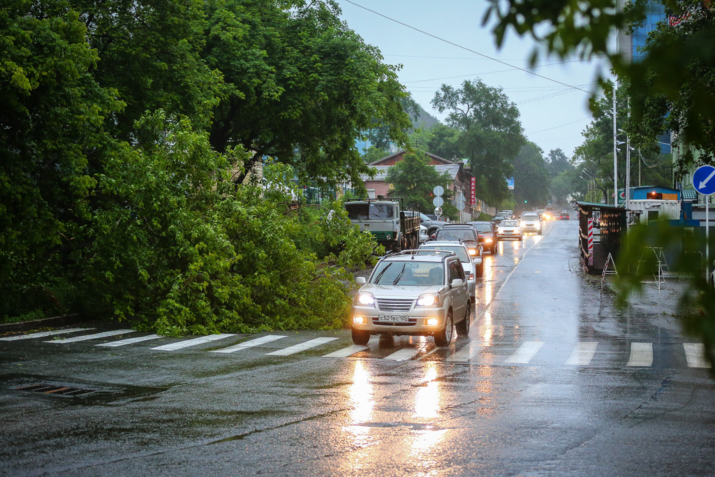 Дерево перегородило одну полосу движения , Фото с места события собственное