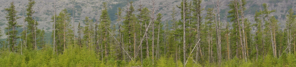 Природа сохранена, Фото с места события собственное