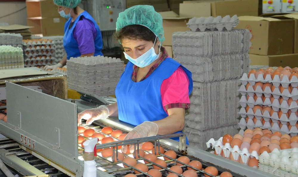 Птицефабрика "Уссурийская" в Приморье. Проверка качества готовой продукции, Фото с места события собственное