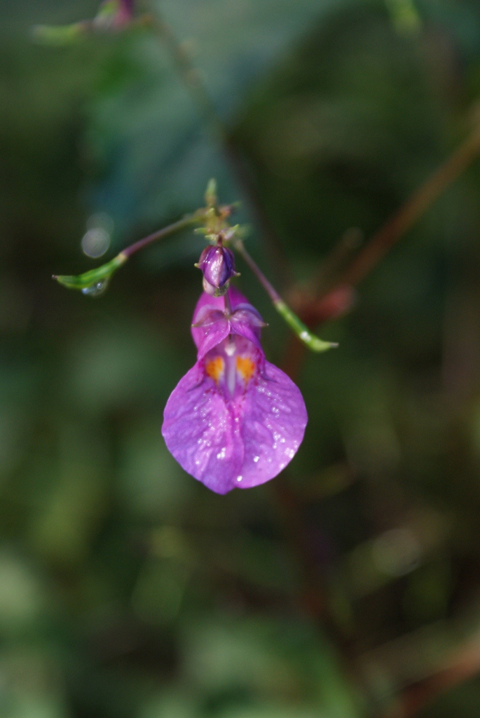 В любое время года здесь что-то цветет, Фото с места события собственное