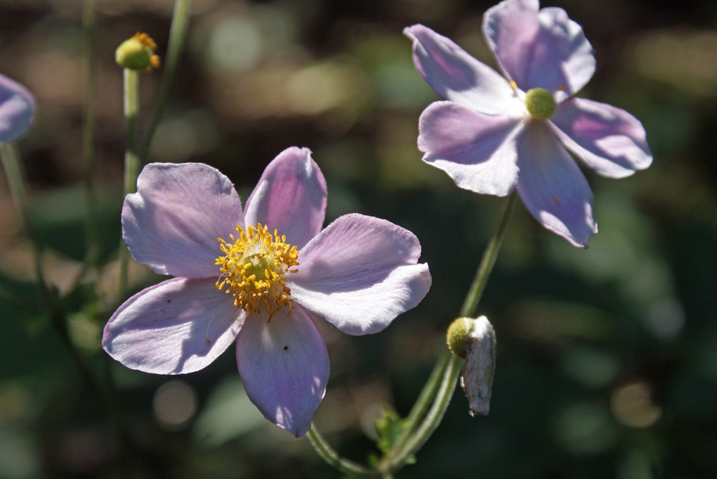 Цветы в дендрарии, Фото с места события собственное