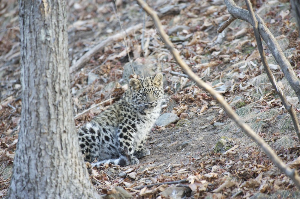Котенок дальневосточного леопарда, Фото с места события из других источников