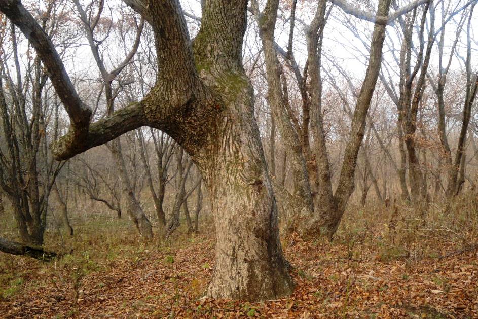 Так роща выглядела раньше, Фото с места события из других источников