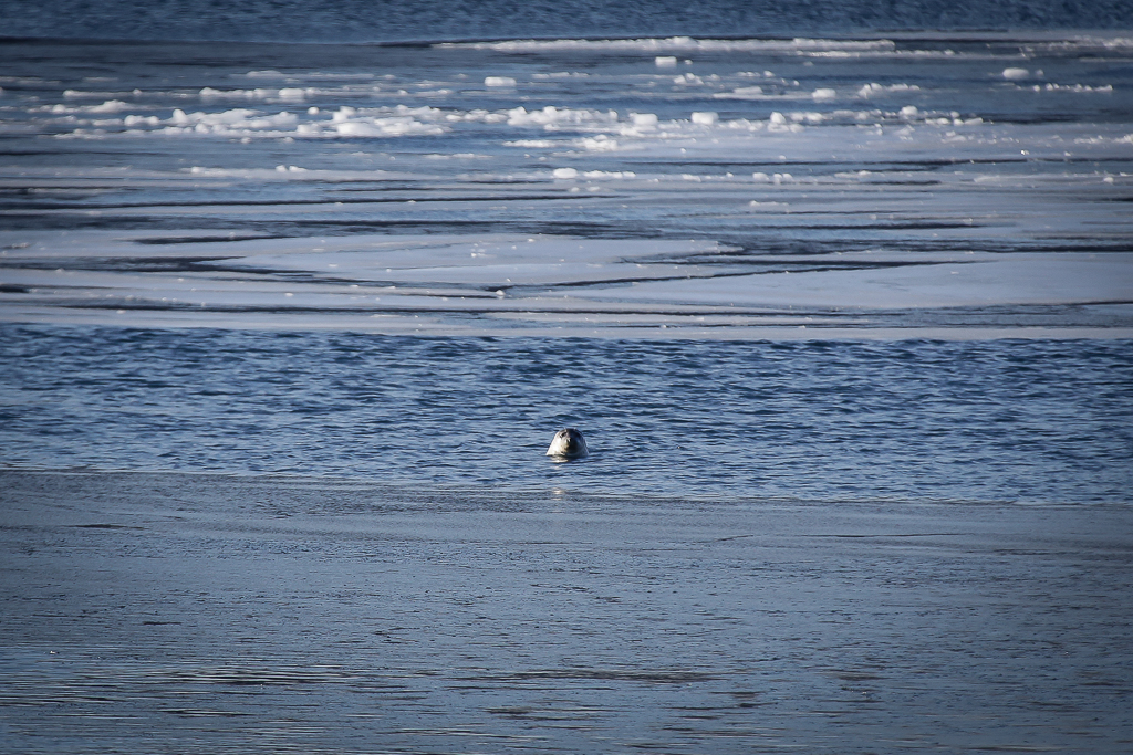 Ларги очень осторожны и не подплывают близко к берегу, Фото с места события собственное