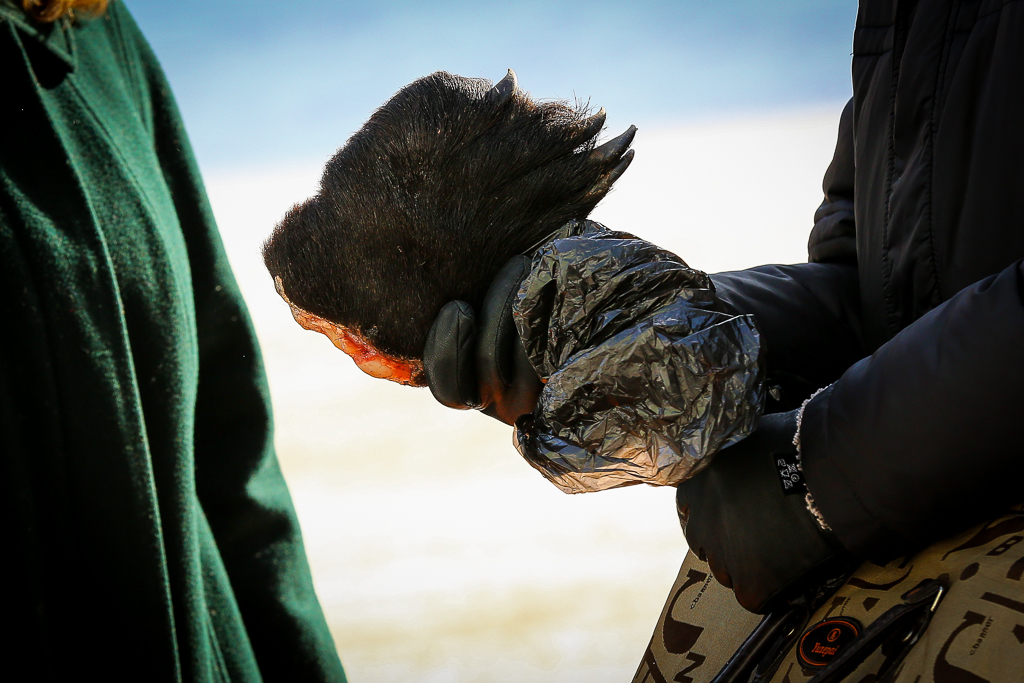 Собака нашла медвежью лапу в багаже контрабандиста, Фото с места события собственное