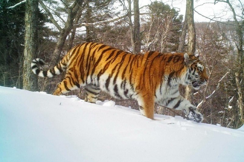 Амурский тигр Центр &quotАмурский тигр&quot