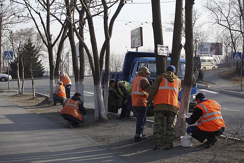 Побелка деревьев, Фото с места события из других источников