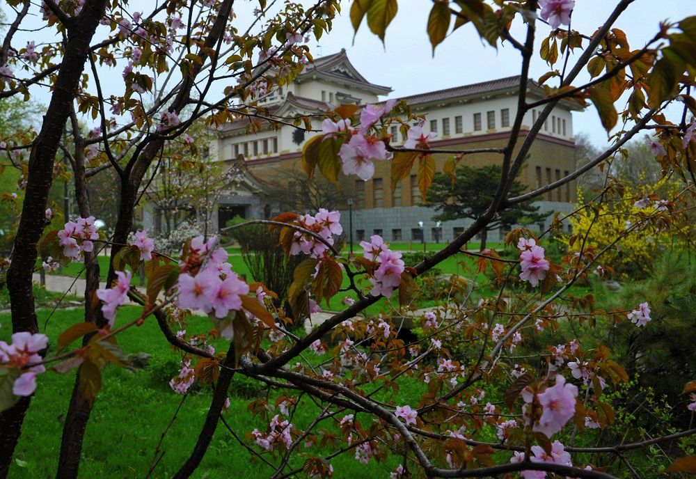 Сакура на сахалине фото