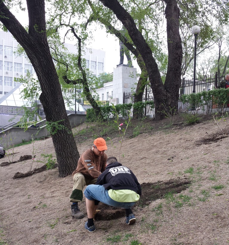 Скверы Владивостока украсили новые саженцы экзотической магнолии, Фото с места события собственное
