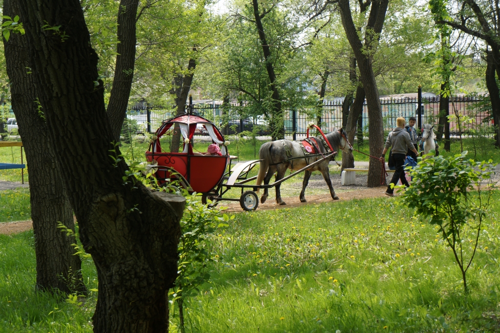 Каждые выходные маленькая лошадь со сказочной каретой в городском парке кат...