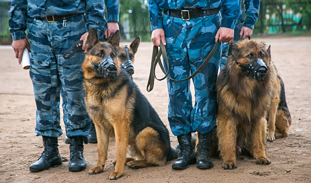 Одежда кинолога