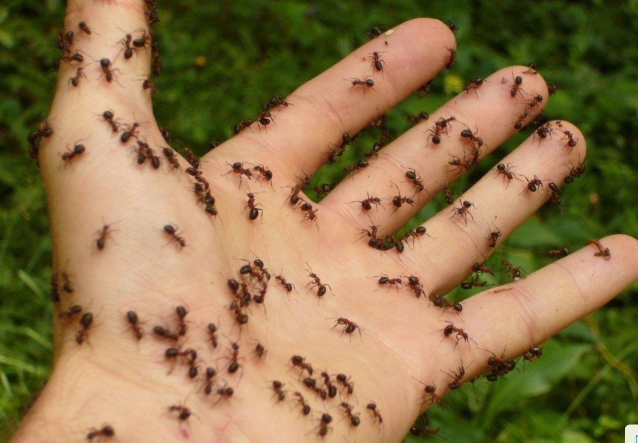 Тематическое фото pxhere.com