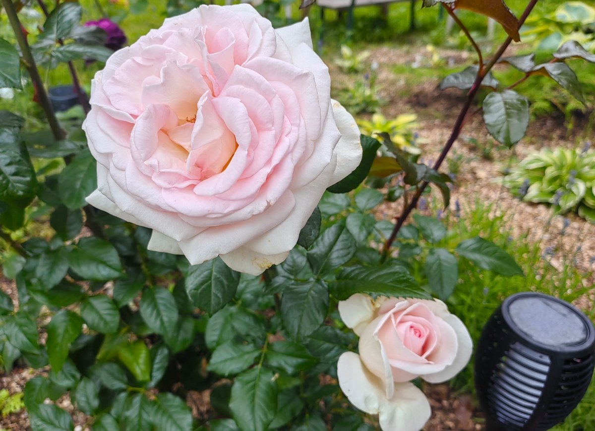 Тематическое фото Дзен-канал &quotПосад&quot