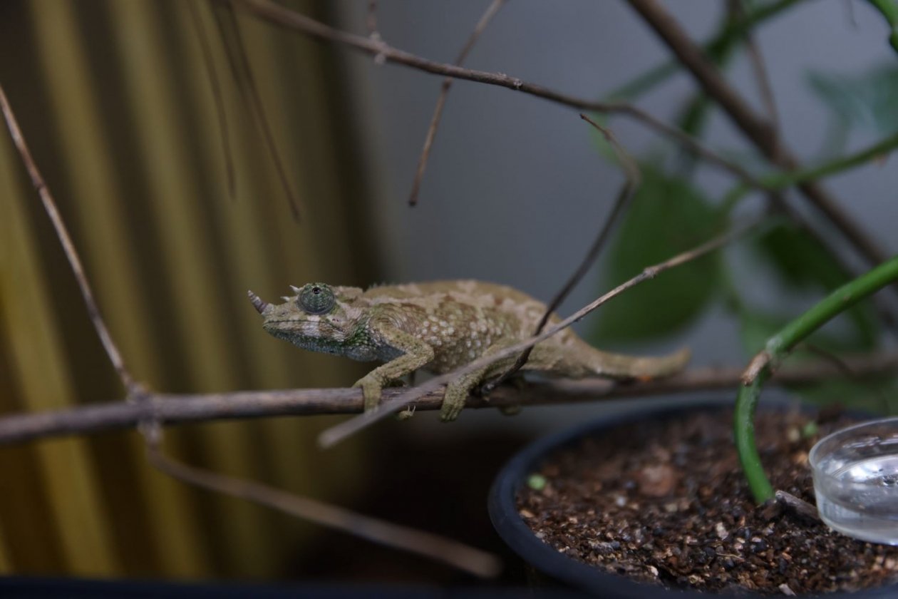 Юные хамелеоны Джексона Пресс-служба Приморского океанариума