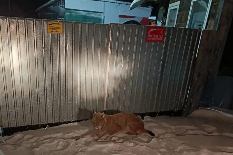 Рысь забрела в Дальнереченск и попалась полиции Пресс-служба УМВД России по Приморскому краю