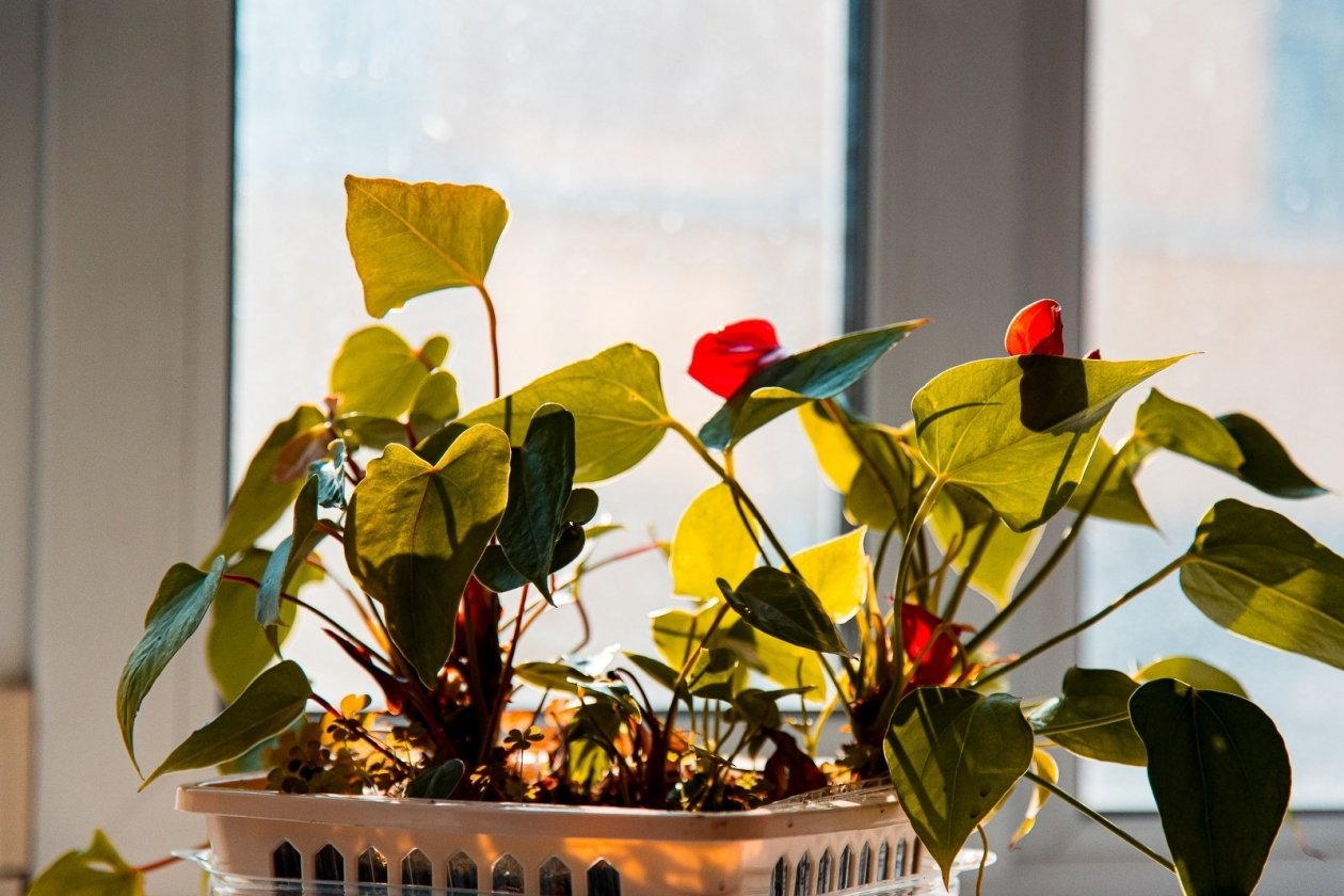 Растения для каждого знака Зодиака Илья Аверьянов, ИА PrimaMedia