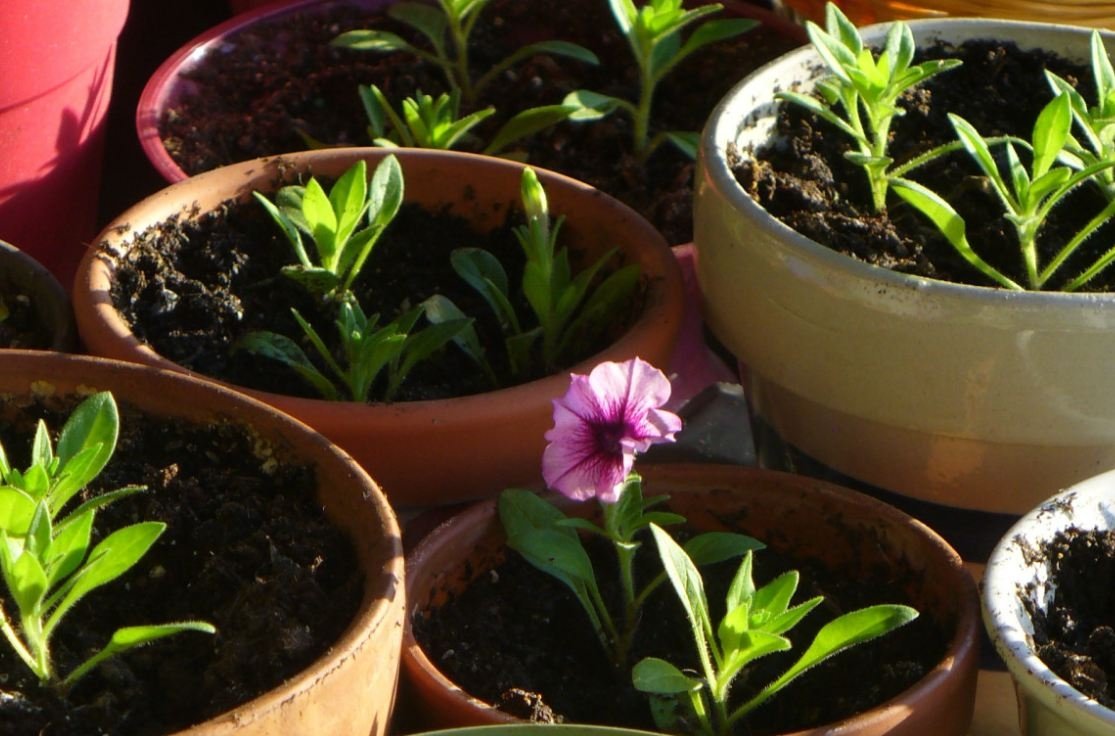 Тематическое фото pxhere.com