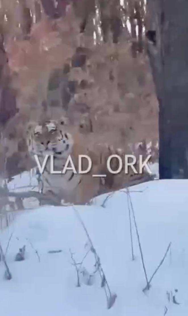 Скриншот из видео Видео очевидцев из telegram - канала vlad_ork