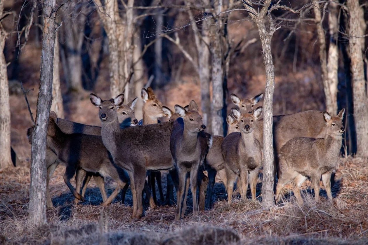 В Приморье считают добычу для тигров и леопардов пресс-служба ФГБУ &quotЗемля леопарда&quot