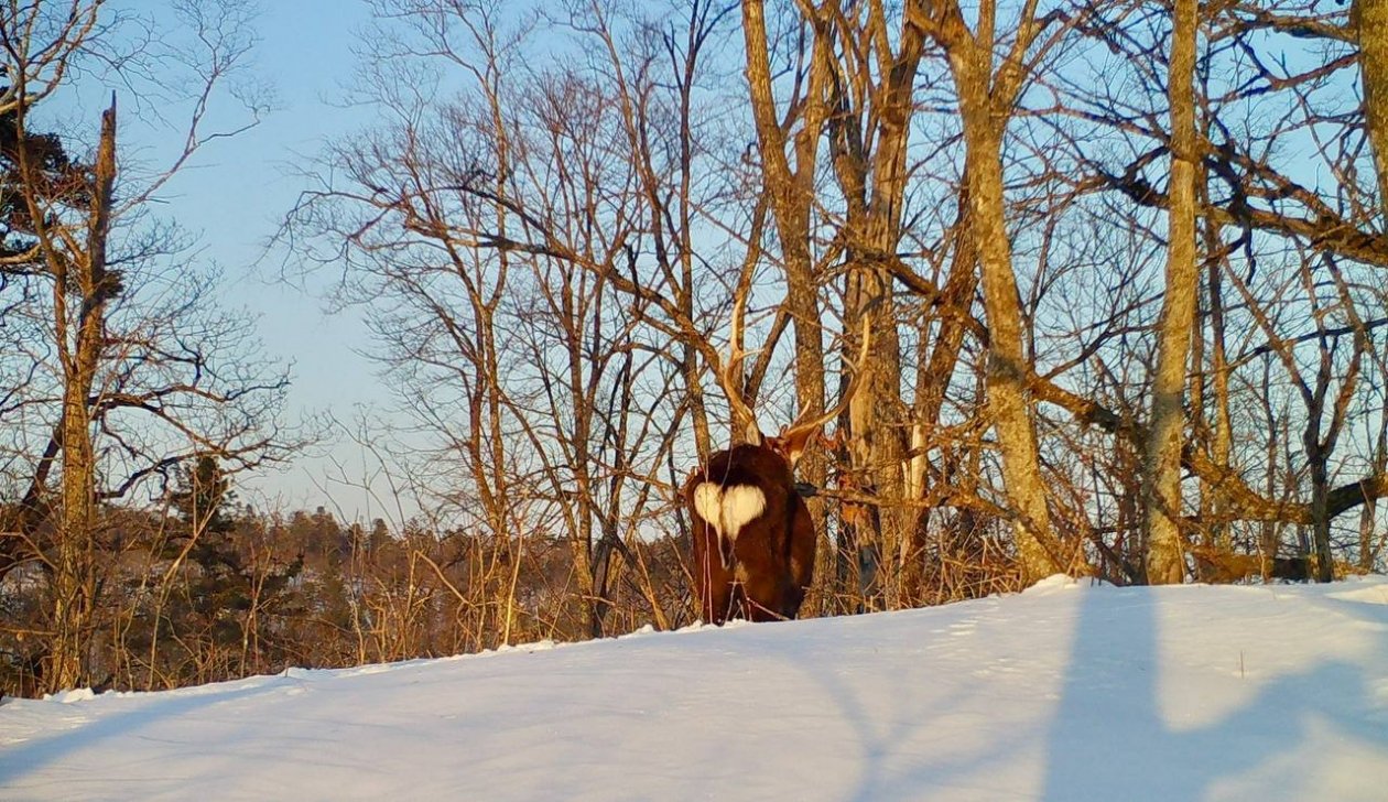 Пятнистый олень устроил бой с деревом вместо свидания Пресс-служба национального парка &quotЗемля леопарда&quot