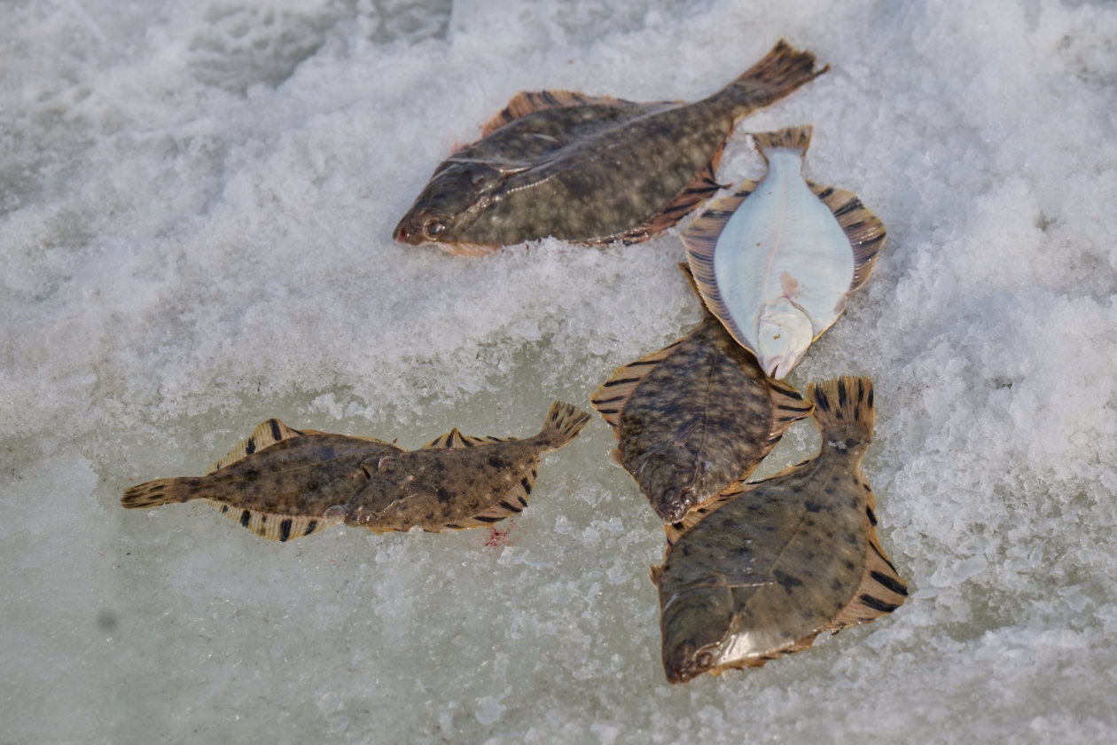 Фестиваль "Народная рыбалка" в 15-й раз состоялся во Владивостоке - PrimaMedia: Лента новостей, 22.02.2026