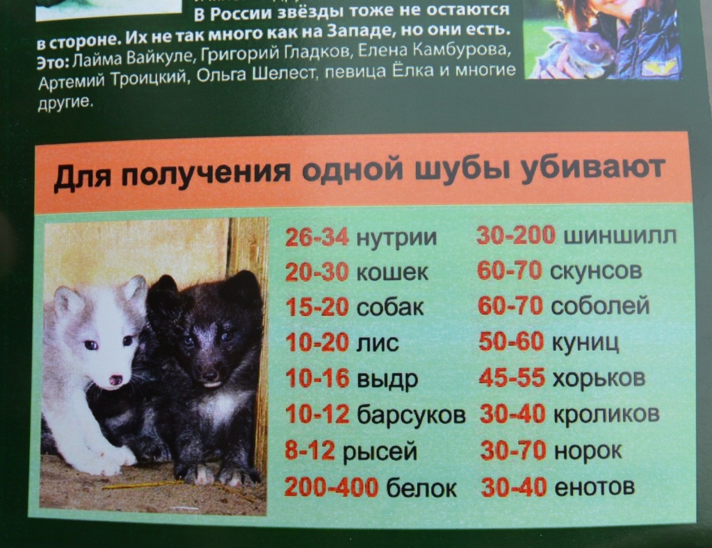 Страшная правда, Фото с места события собственное