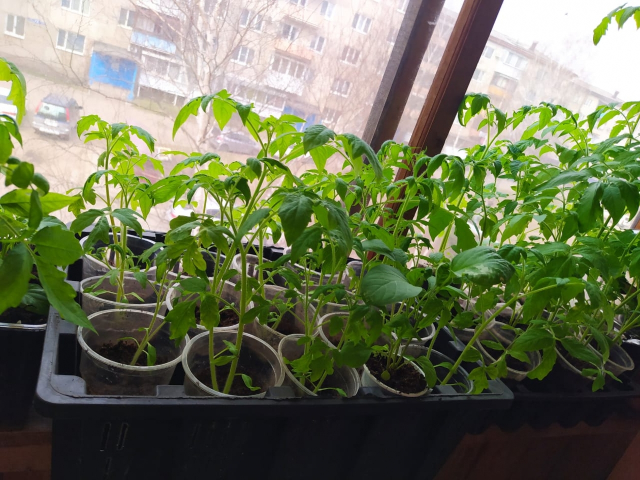 Биолог объяснил, почему перец можно высевать сейчас, а баклажаны и томаты — нет Биолог объяснил, почему перец можно высевать сейчас, а баклажаны и томаты — нет - PrimaMedia: Лента новостей, 25.02.2026