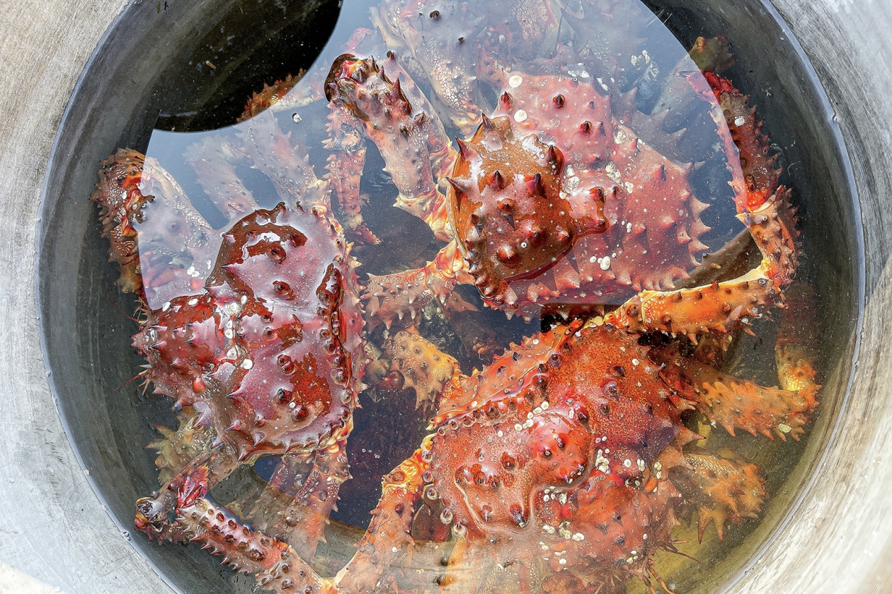 Житель Владивостока осужден за незаконный вылов краба - PrimaMedia: Лента новостей, 27.02.2026