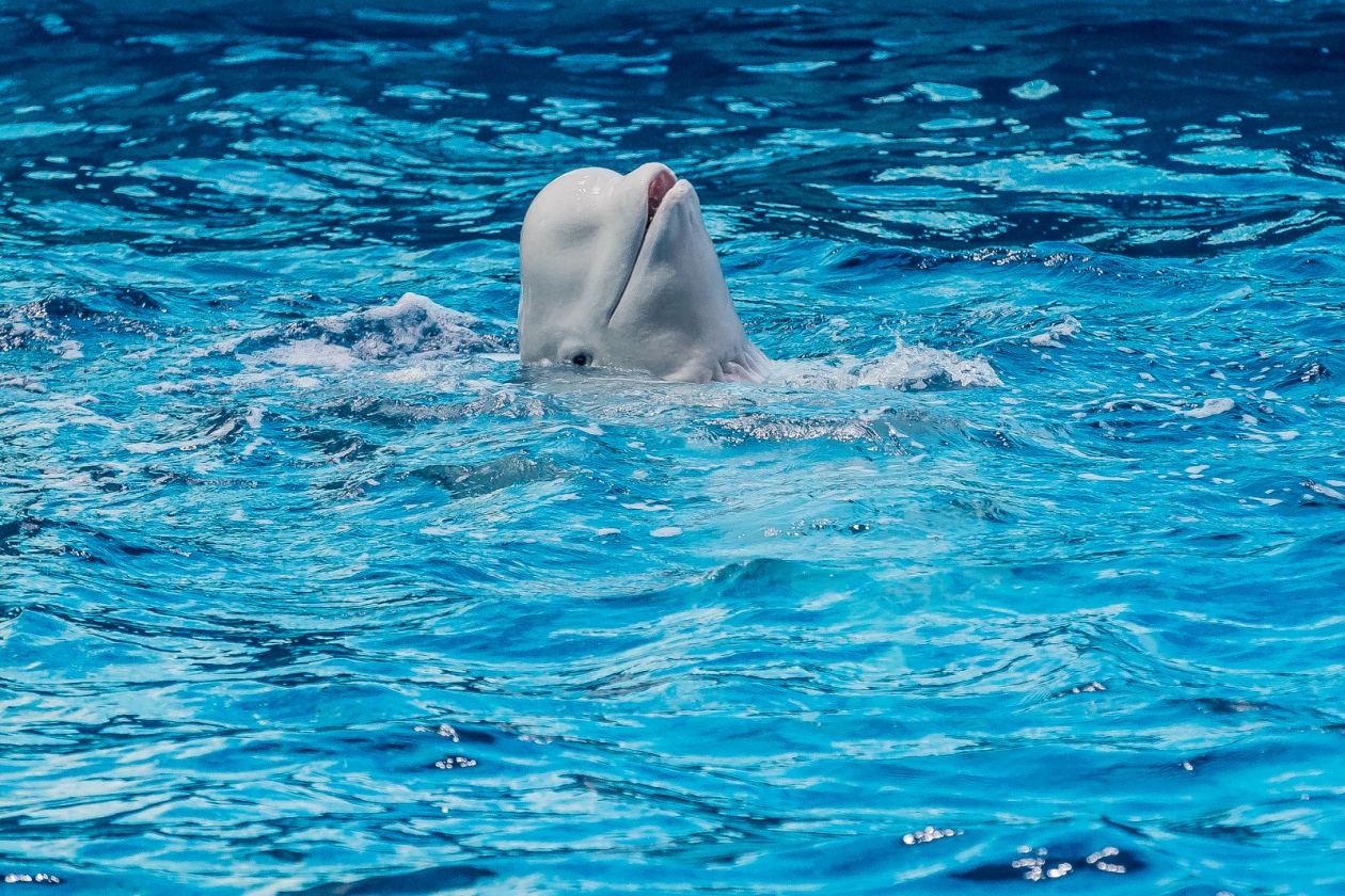 Белухи в Приморском океанариуме научились спать на спине — видео - PrimaMedia: Лента новостей, 28.02.2026