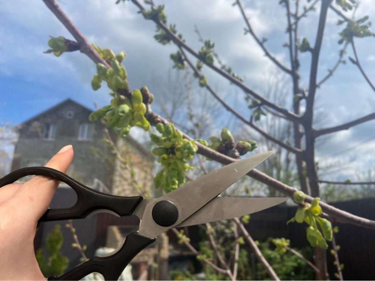 Обрезаю вишню по самый пенек: весной делаю именно так - и урожай радует каждый год - KrasnodarMedia, 03.03.2026