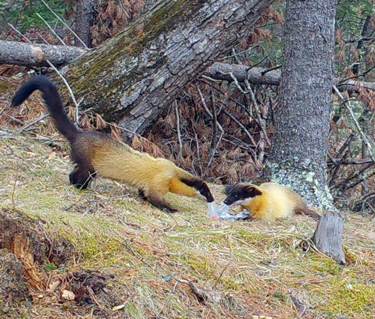 Несостоявшиеся предприниматели: харзы нашли забытые SD-карты в заповеднике Приморья - PrimaMedia: Лента новостей, 04.03.2026
