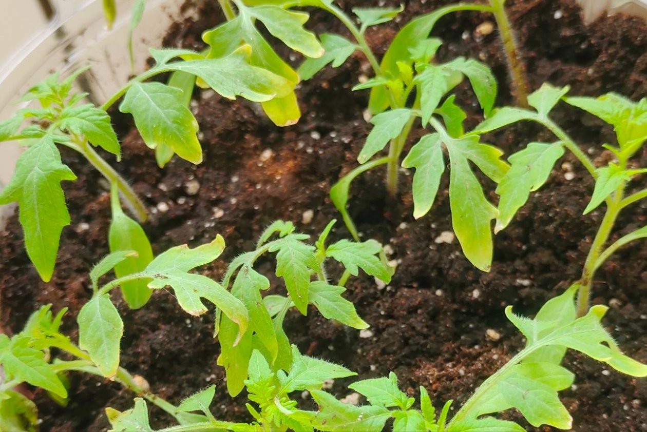 2 ложки в воду - и рассада томатов встанет густой щеткой: растет толстой, рослой, с мощными корнями - KrasnodarMedia, 08.03.2026