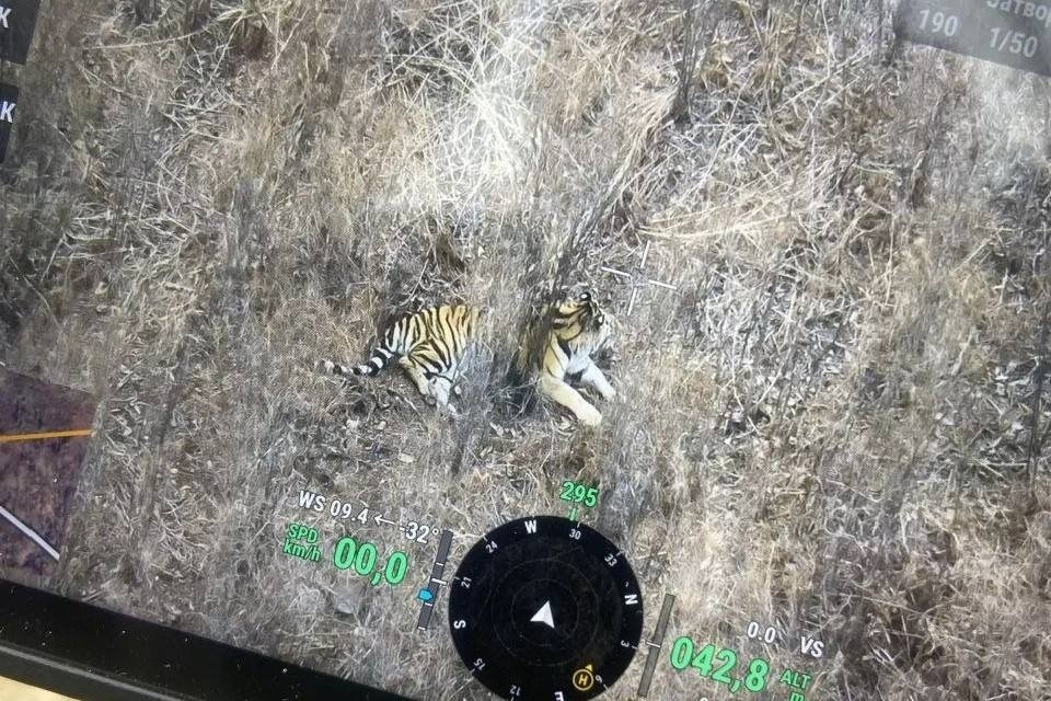 Женщина сбила амурского тигра ночью на трассе под Фокино - PrimaMedia: Лента новостей, 06.03.2026