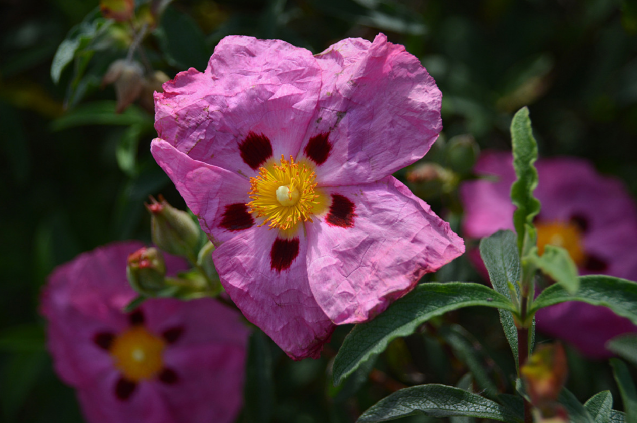 Клен, шиповник, борщевик: какие растения велено уничтожать - AmurMedia: Лента новостей, 10.03.2026