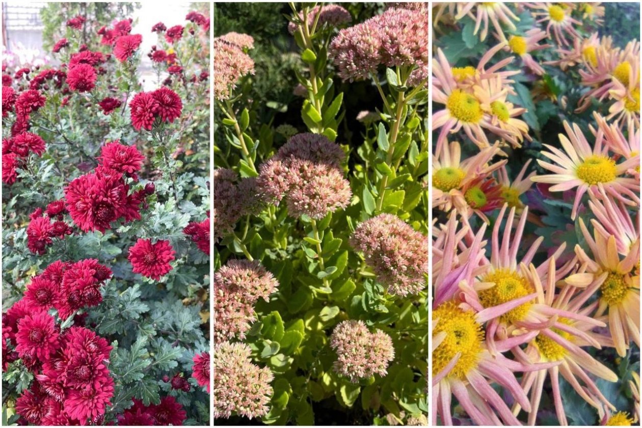 Сею эти цветы каждый март - клумба радует глаз до заморозков: 7 шикарных сортов - KrasnodarMedia, 11.03.2026