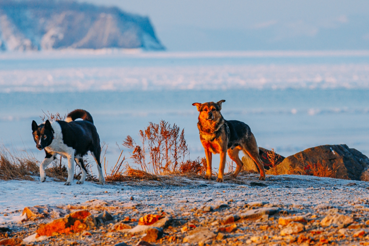 Мокрый снег и южный ветер ожидаются в Приморье 11 марта - PrimaMedia: Лента новостей, 10.03.2026