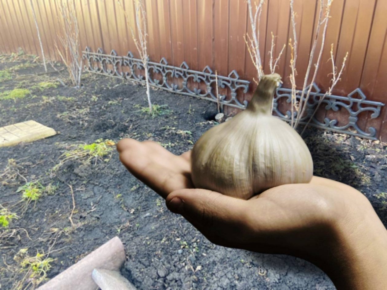 Разведите 2 ложки в ведре воды - чеснок будет с кулак: мартовская подкормка - KrasnodarMedia, 14.03.2026