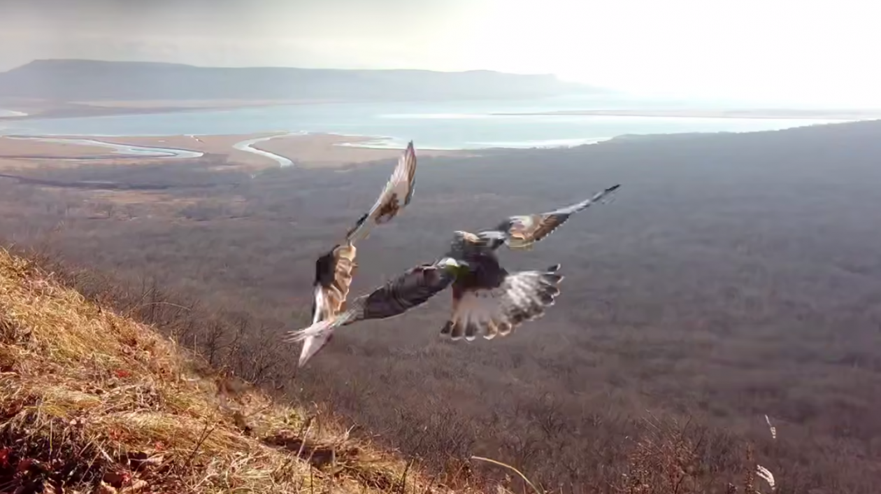"Слети отсюда!": птицы подрались за лучший вид на Владивосток - PrimaMedia: Лента новостей, 20.03.2026