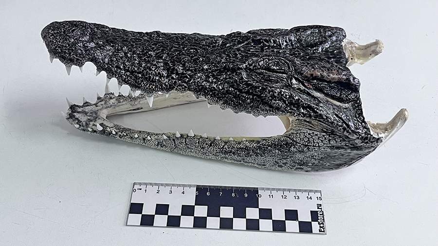 Сувенир не прошел рентген: сибирская таможня задержала головы крокодилов - PrimaMedia: Лента новостей, 23.03.2026